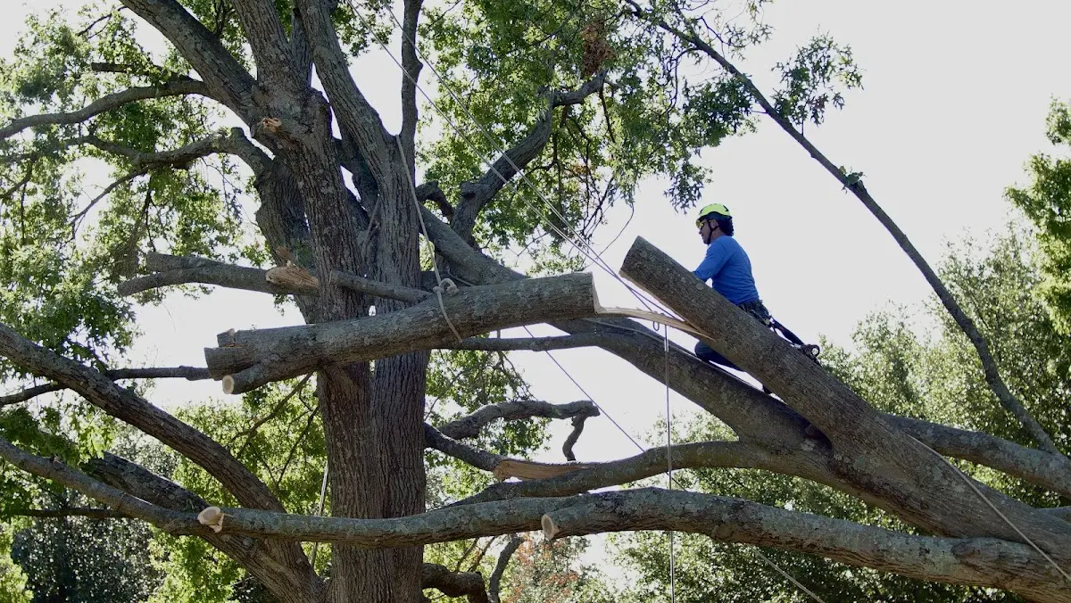 Professional Hazardous Tree Removal performed by certified arborists in Drakes Branch