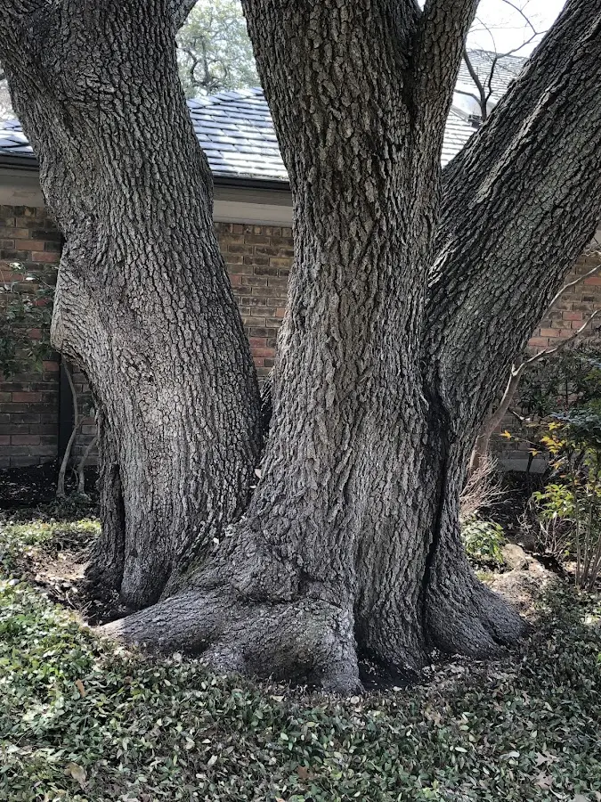 Mature heritage tree close to a Drakes Branch property cared for by certified arborists